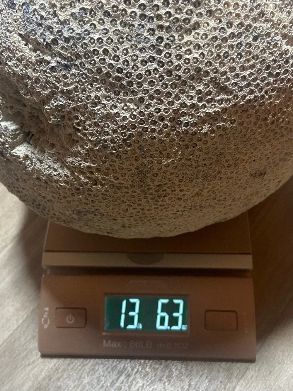 Natural Brain Coral Ocean Fossil Decor  13lbs 6oz 30in Around Uncleaned